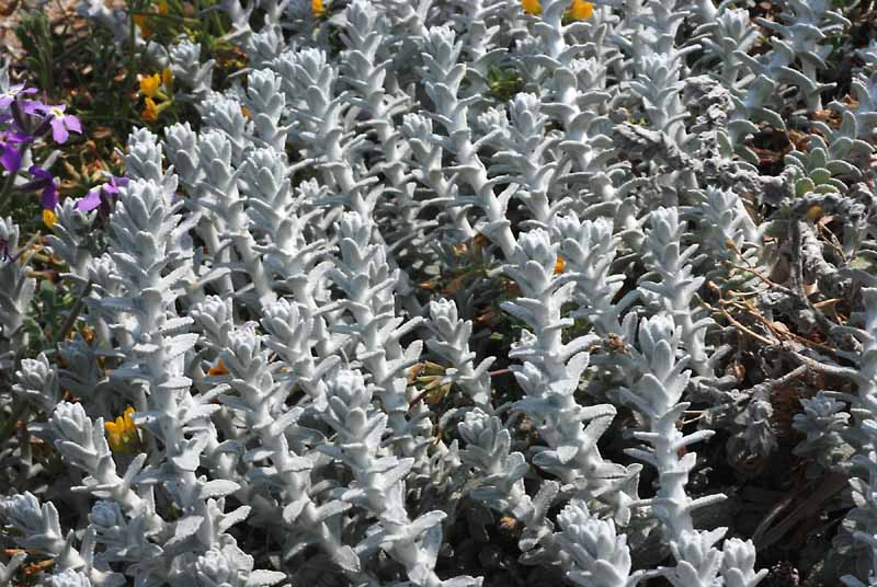 Otanthus maritimus e Artemisia arborescens